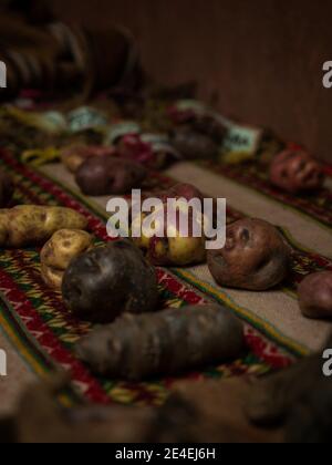 Nahaufnahme der verschiedenen Arten von lokalen einheimischen Kartoffelsammlung Vielfalt in Palccoyo Kartoffelmuseum Cuzco Peru Süd Amerika Stockfoto