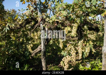 Venedig - Insel Sant' Erasmo. Weinberge von Dorona Traube. Die autochthone Traube der Inseln der venezianischen Lagune. Stockfoto