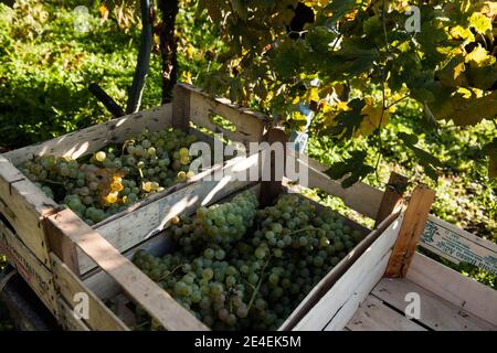 Venedig - Insel Sant' Erasmo. Weinberge von Dorona Traube. Die autochthone Traube der Inseln der venezianischen Lagune. Stockfoto