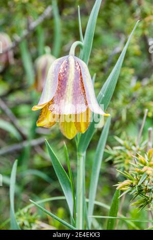 Pyrenäenfritillary, Fritillaria pyrenaica, Coll de Pal, Katalonien, Spanien Stockfoto