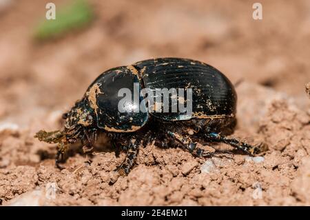 Erdbohrkäfer, Geotrupes sp, Coll de Pal, Katalonien, Spanien Stockfoto