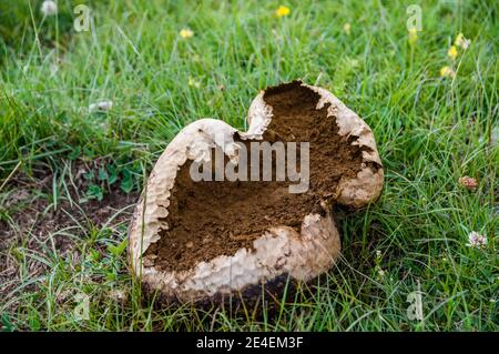 Riesenpuffball, Calvatia gigantea, Coll de Pal, Katalonien, Spanien Stockfoto