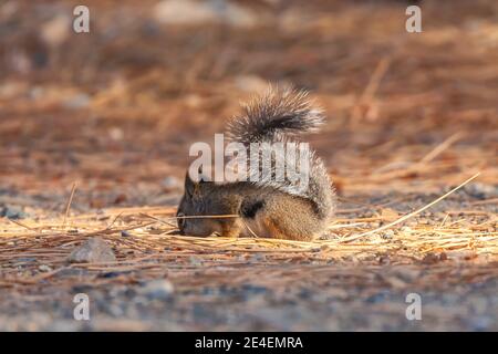 Douglas' Squirrel Tamiasciurus douglasii Futter für Pinienkerne auf Waldboden, Eastern Sierra Nevada Mountains, California, USA. Stockfoto