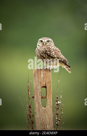 Männliche Kleine Eule Stockfoto