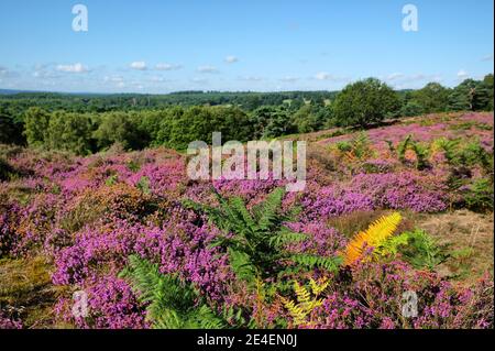 Flachland Heidekraut in Blüte auf Puttenham Common, Surrey, Großbritannien Stockfoto