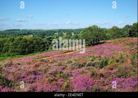 Flachland Heidekraut in Blüte auf Puttenham Common, Surrey, Großbritannien Stockfoto