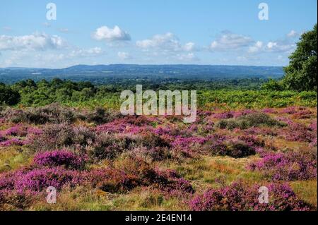 Flachland Heidekraut in Blüte auf Puttenham Common, Surrey, Großbritannien Stockfoto