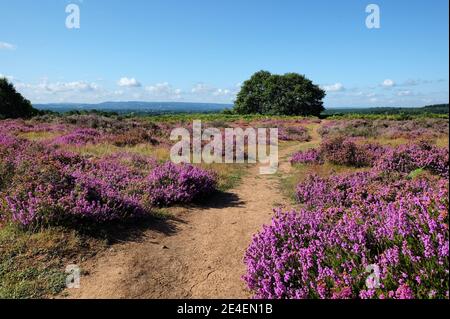 Flachland Heidekraut in Blüte auf Puttenham Common, Surrey, Großbritannien Stockfoto