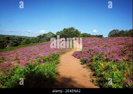 Flachland Heidekraut in Blüte auf Puttenham Common, Surrey, Großbritannien Stockfoto