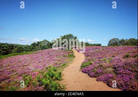 Flachland Heidekraut in Blüte auf Puttenham Common, Surrey, Großbritannien Stockfoto