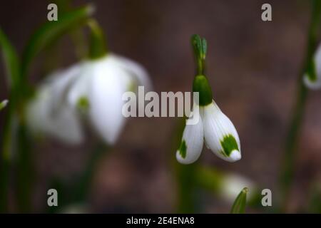 Galanthus Trymming, virescent Schneeglöckchen, virescents, galanthus la moriniere im Hintergrund, früh blühende Schneeglöckchen, frühe Blüte Schneeglöckchen, weiße Blumen Stockfoto