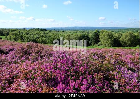 Flachland Heidekraut in Blüte auf Puttenham Common, Surrey, Großbritannien Stockfoto