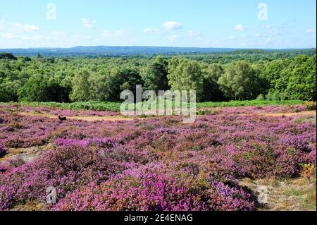 Flachland Heidekraut in Blüte auf Puttenham Common, Surrey, Großbritannien Stockfoto