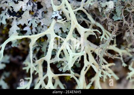 Pseudevernia furfuracea Flechten, auch bekannt als Baummoos, alias Old man's Beard, Bartflechte oder Baummoos. Verwendung in Parfüm. Stockfoto