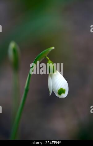 Galanthus Trymming, virescent Schneeglöckchen, virescents, früh blühende Schneeglöckchen, früh blühende Schneeglöckchen, weiße Blumen, Blume, Birnen, Schneeglöckchen, Frühlingsblume Stockfoto