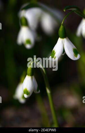 Galanthus Trymming, virescent Schneeglöckchen, virescents, früh blühende Schneeglöckchen, früh blühende Schneeglöckchen, weiße Blumen, Blume, Birnen, Schneeglöckchen, Frühlingsblume Stockfoto