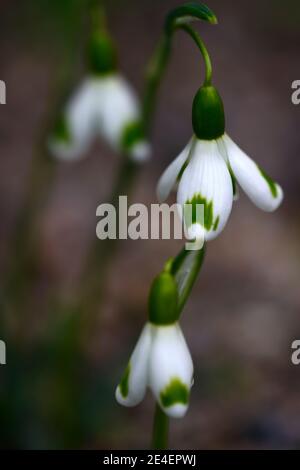 Galanthus Trymming, virescent Schneeglöckchen, virescents, früh blühende Schneeglöckchen, früh blühende Schneeglöckchen, weiße Blumen, Blume, Birnen, Schneeglöckchen, Frühlingsblume Stockfoto