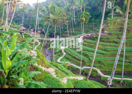 Kopi luwak Farm und Plantage in Ubud District, Bali, Indonesien. Kopi luwak ist Kaffee, der teilweise verdaute Kaffeekirschen enthält, die von der asiatischen Palme Civet gegessen und devecated werden. Kopi luwak wurde als einer der teuersten Kaffees der Welt bezeichnet. Stockfoto