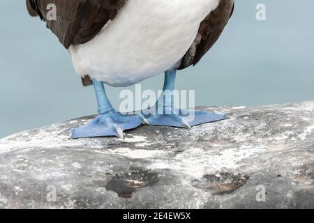 Blaufüßige Booby (Sula nebouxii), Nahaufnahme der blauen Füße eines Erwachsenen, der in der Brutsaison auf dem Boden steht, Galapagos-Inseln Stockfoto