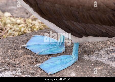 Blaufüßige Booby (Sula nebouxii), Nahaufnahme der blauen Füße eines Erwachsenen, der in der Brutsaison auf dem Boden steht, Galapagos-Inseln Stockfoto