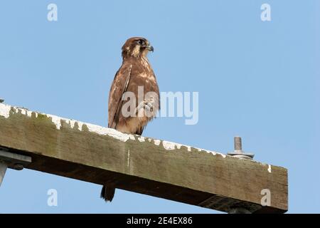 Brown Falcon (Falco berigora), Einzelvogel auf Telegrafenmast, Paluma, Australien, 11. August 2007 Stockfoto