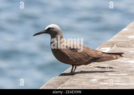 Brown Noddy oder Common Noddy (Anous stolidus), Erwachsene auf Hafenmauer, Tobago, Trinidad und Tobago, 2. August 2006 Stockfoto