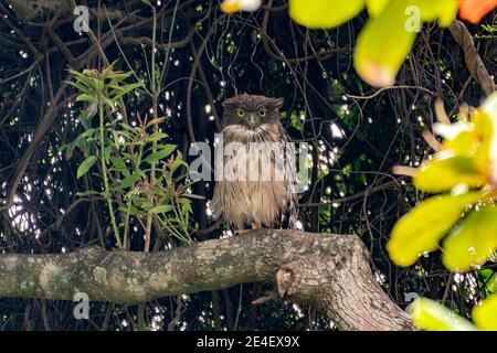 Braune Fischeule (Ketupa zeylonensis), alleinErwachsene, im Baum brüllend, Sri Lanka, 25. August 2019 Stockfoto