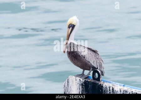 Brown Pelican, (Pelecanus occidentalis), alleinerziehend auf dem Steg im Hafen, Cozumel, Mexiko, 16. Januar 2016 Stockfoto