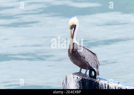 Brown Pelican, (Pelecanus occidentalis), alleinerziehend auf dem Steg im Hafen, Cozumel, Mexiko, 16. Januar 2016 Stockfoto