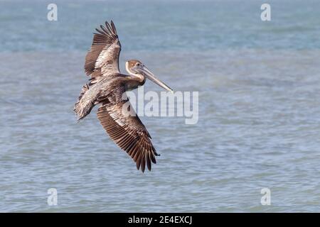 Brown Pelican (Pelicanus occidentalis) Single juvenile in Flight over Ocean, Florida, USA, 3. März 2012 Stockfoto