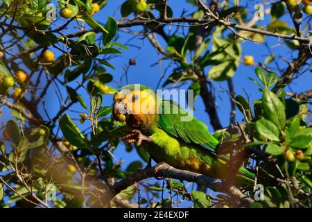 Braunkehlsittich, Braunwangensittich, Eupsittula pertinax Stockfoto