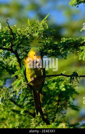 Braunkehlsittich, Braunwangensittich, Eupsittula pertinax Stockfoto