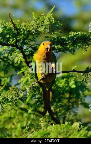 Braunkehlsittich, Braunwangensittich, Eupsittula pertinax Stockfoto