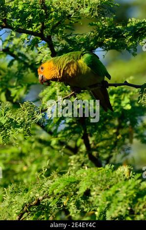 Braunkehlsittich, Braunwangensittich, Eupsittula pertinax Stockfoto