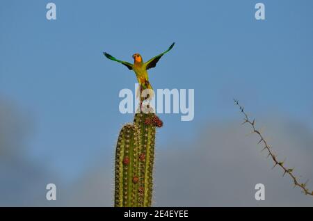 Braunkehlsittich, Braunwangensittich, Eupsittula pertinax Stockfoto