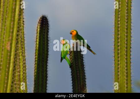 Braunkehlsittich, Braunwangensittich, Eupsittula pertinax Stockfoto