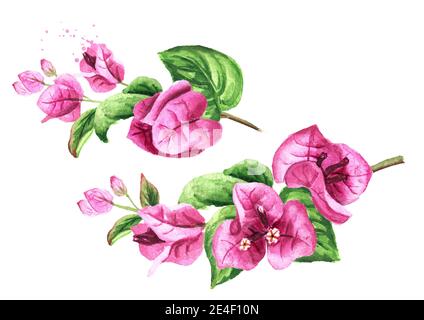 Rosa Bougainvillea Zweig mit Blumen und Blättern gesetzt. Handgezeichnete Aquarellillustration isoliert auf weißem Hintergrund Stockfoto