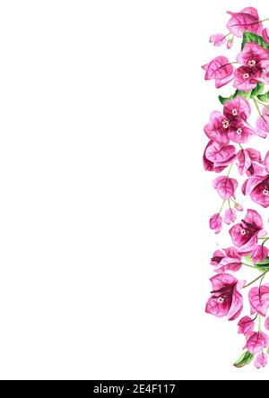 Rosa Bougainvillea Zweigrand mit Blumen und Blättern. Handgezeichnete Aquarellillustration isoliert auf weißem Hintergrund Stockfoto