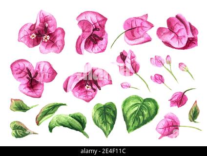 Rosa Bougainvillea Blumen und Blätter gesetzt. Handgezeichnete Aquarellillustration isoliert auf weißem Hintergrund Stockfoto