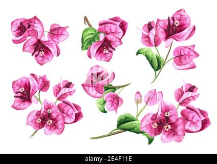 Rosa Bougainvillea Blumen Set. Handgezeichnete Aquarellillustration isoliert auf weißem Hintergrund Stockfoto