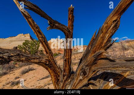 Verwitterter Wacholderstumpf in White Pocket, Vermilion Cliffs National Monument, Arizona, USA Stockfoto