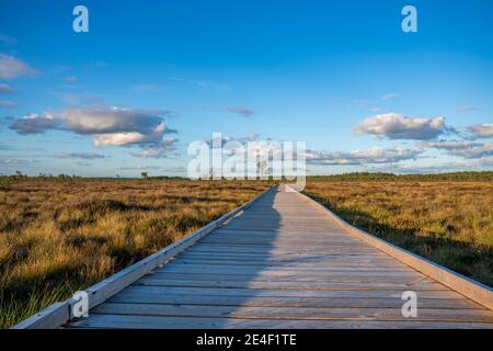 Sonne wirft wenig Licht während der Ruhe Sonnenuntergang im Sommer über Holzfußweg durch Marsch und Moor Landschaft im Dumme mosse Nature Reserve bei Jonkoping, Stockfoto