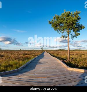 Sonne wirft wenig Licht während der Ruhe Sonnenuntergang im Sommer über Holzfußweg durch Marsch und Moor Landschaft im Dumme mosse Nature Reserve bei Jonkoping, Stockfoto