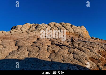 Wanderer auf Navajo Sandstein geformt wie Blumenkohl, in Polygone geknackt, bei White Pocket, Vermilion Cliffs National Monument, Arizona, USA Stockfoto