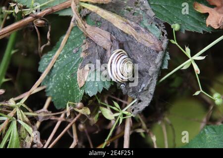 Weiße Schnecke (Cepaea hortensis) Stockfoto
