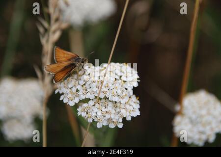 Essex Skipper Schmetterling (Thymelicus lineola) Stockfoto