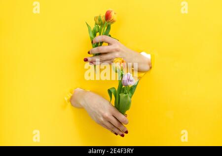 Ostercollage mit Frühlingsmotiven und Händen, die aus einem herausreichen Gelber Karton Hintergrund hält Tulpen Stockfoto