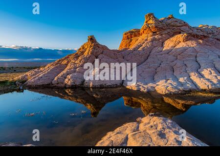 Blumenkohl Felsen und Reflexionen in einem Teich bei White Pocket, Vermilion Cliffs National Monument, Arizona, USA Stockfoto