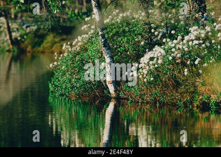 Blumen und Gras am Ufer eines Sees Stockfoto