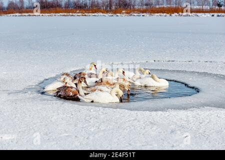 Schwäne erfrieren vor Kälte auf einem Wintereissee Stockfoto